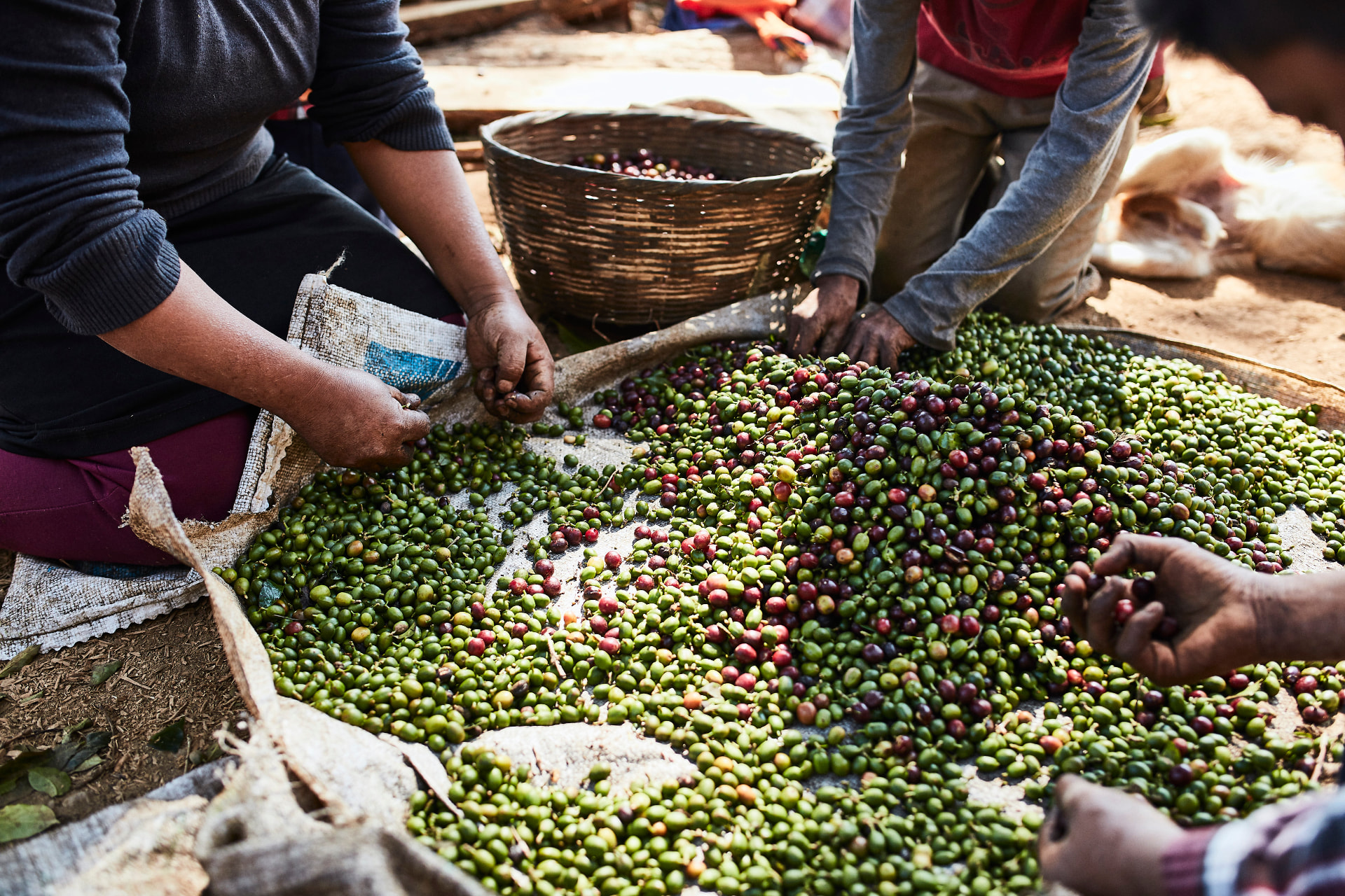 Hands sorting coffee cherries