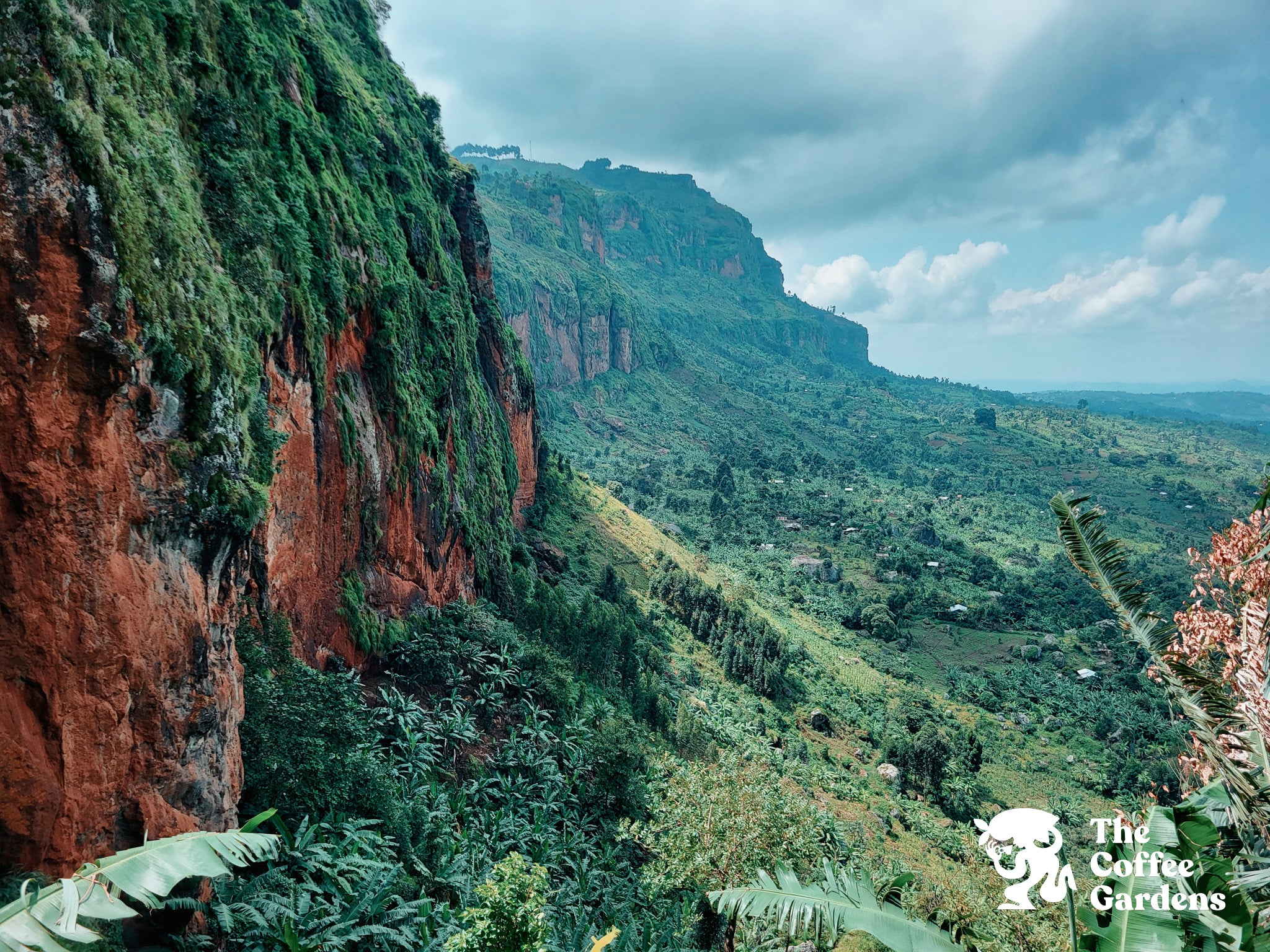 'Misfits' Uganda Drugar Natural Green — photo published by Skylark Coffee