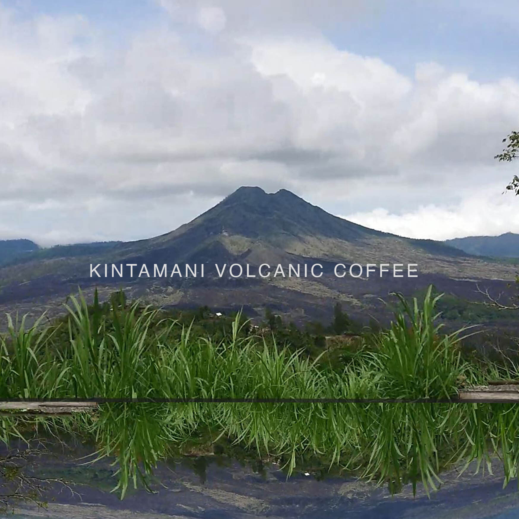 Bali Green coffee — photo published by Forest Roastery