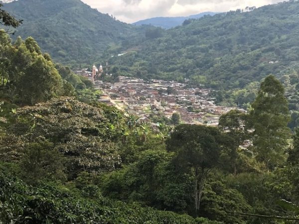 Colombia Finca Palmichal | Green Coffee Beans — photo published by MoreCoffee!