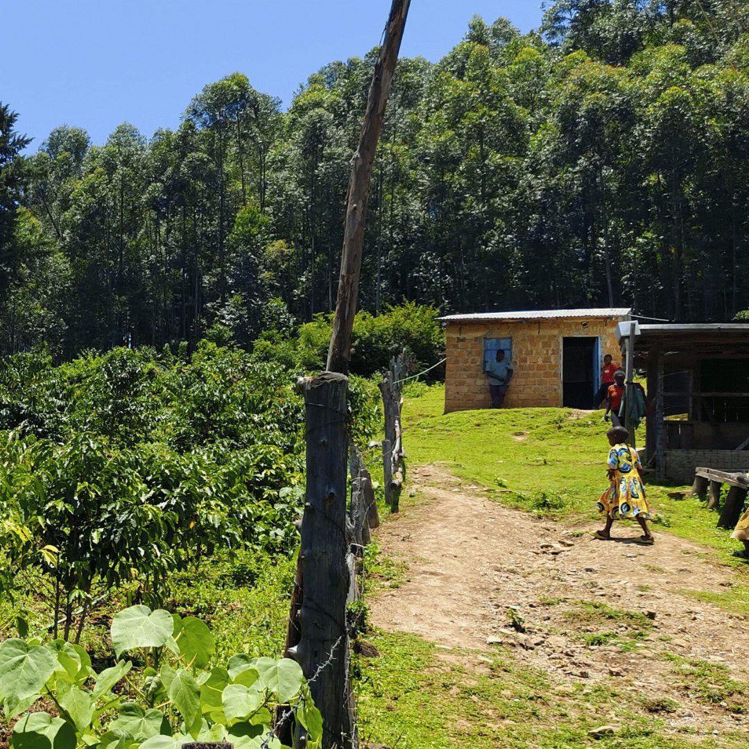 Kenya Kericho Aa — photo published by Copan Trade