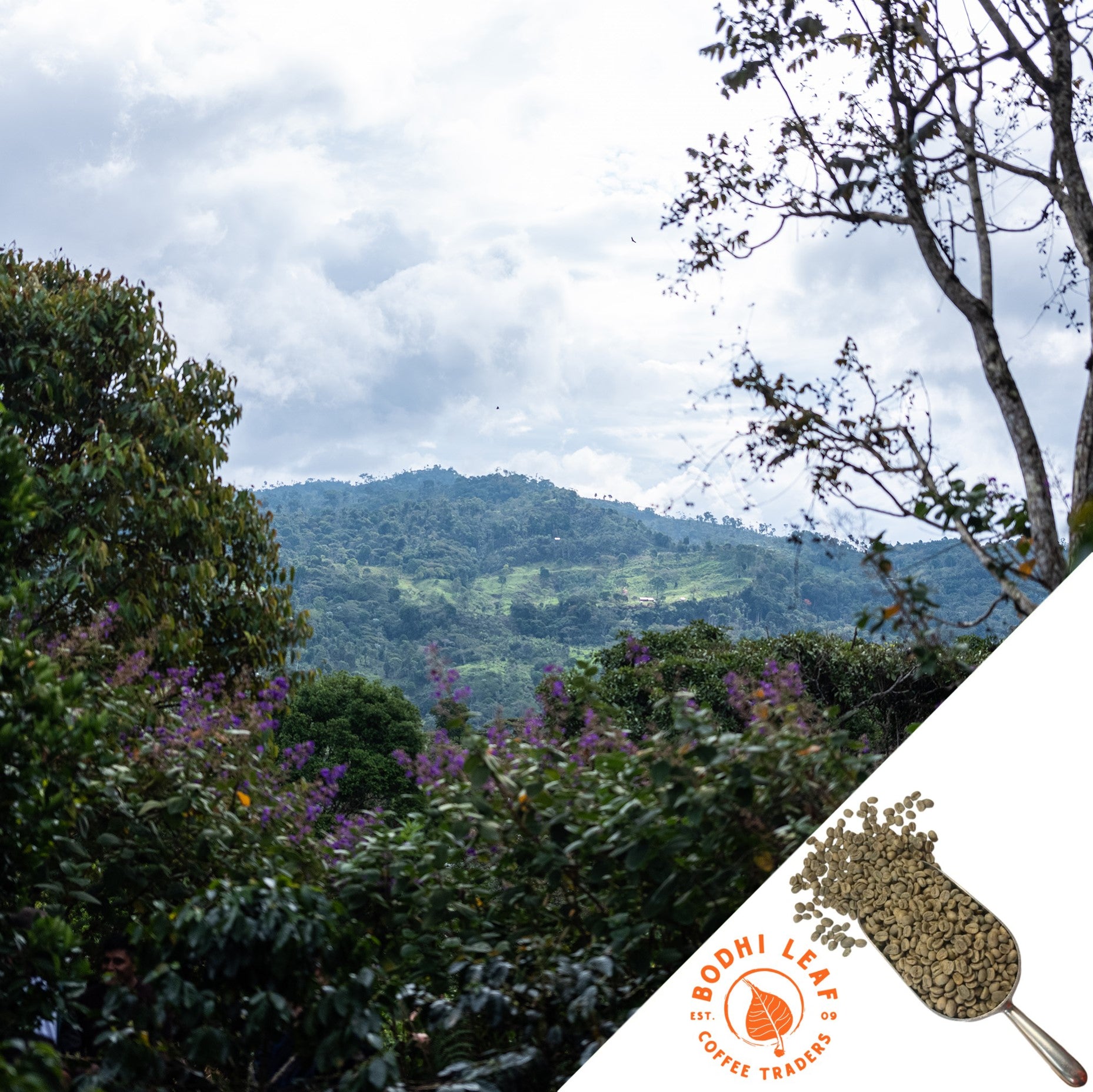 Peru San Ignacio Organic - Green — photo published by Bodhi Leaf Coffee Traders