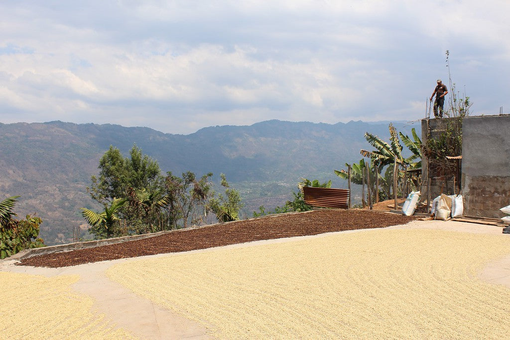 Guatemala Conebosque Green Coffee Beans Washed Arabica (1kg) — photo published by Pennine Tea and Coffee