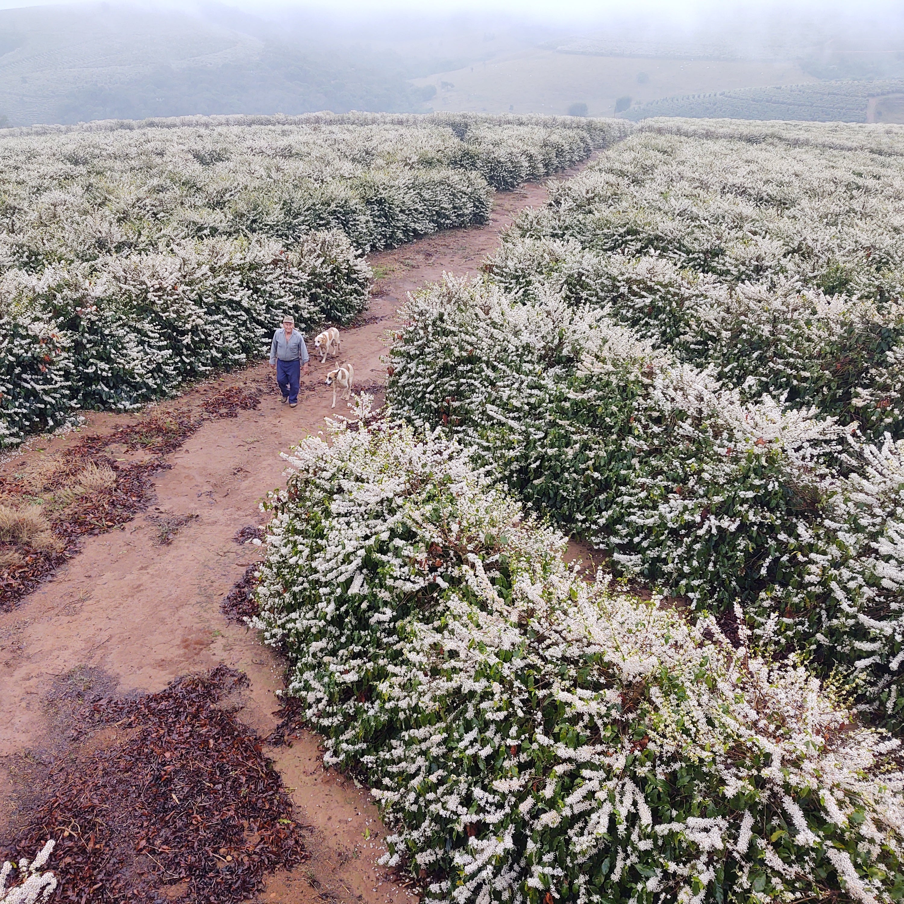 Brazil Coopama Mtgb Sc 14/16 — photo published by Copan Trade