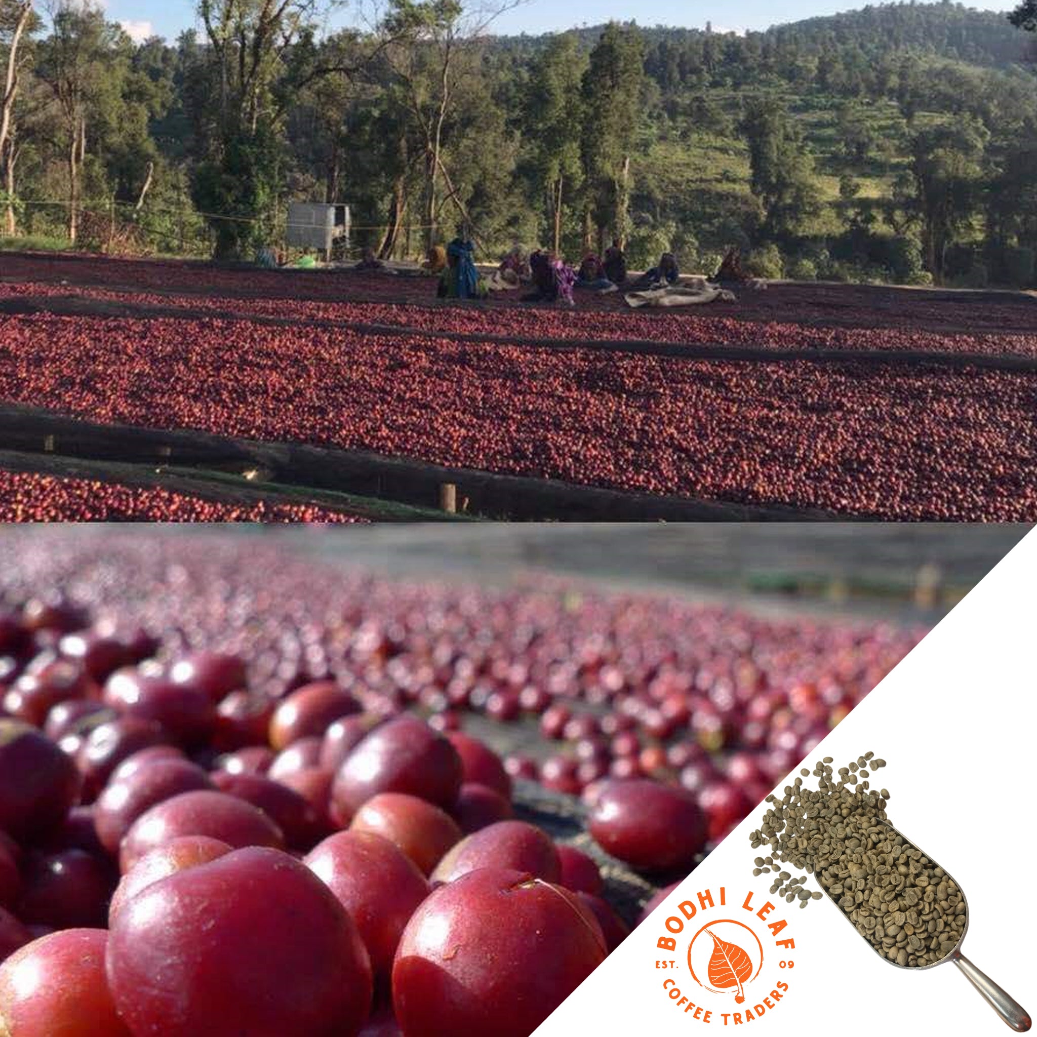 Ethiopia Kochere Washed Gr2 - Green — photo published by Bodhi Leaf Coffee Traders