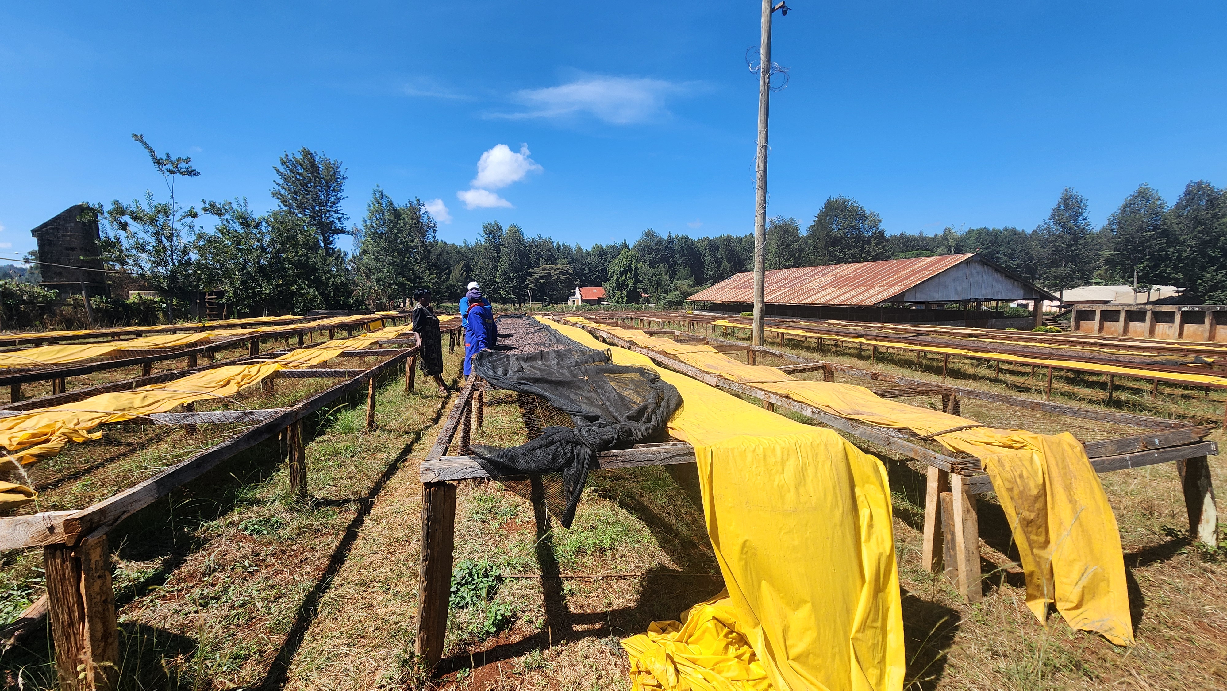 Kenyan Arabica — photo published by New Gaikundo Coffee Factory