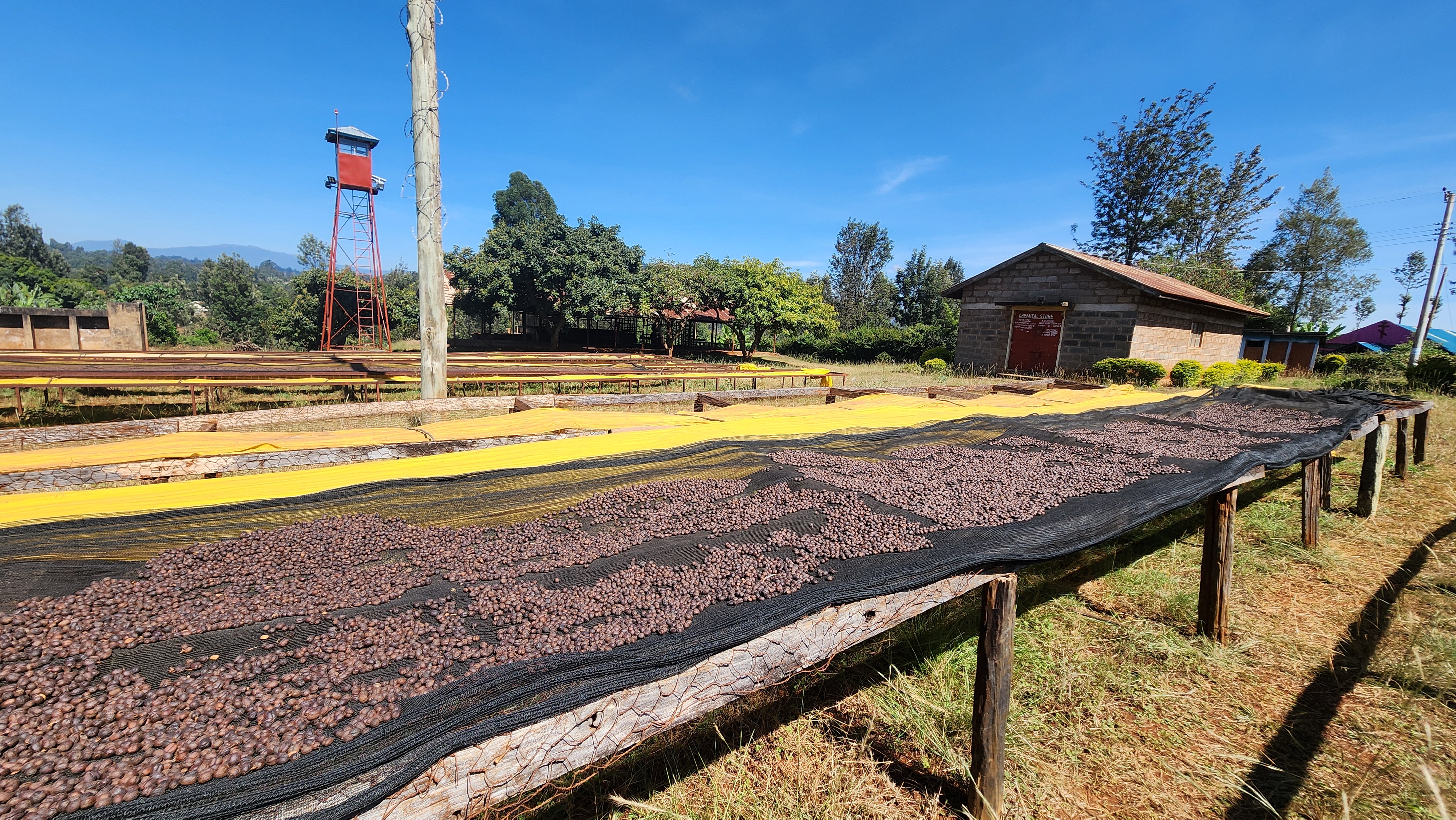 Kenyan Arabica — photo published by New Gaikundo Coffee Factory