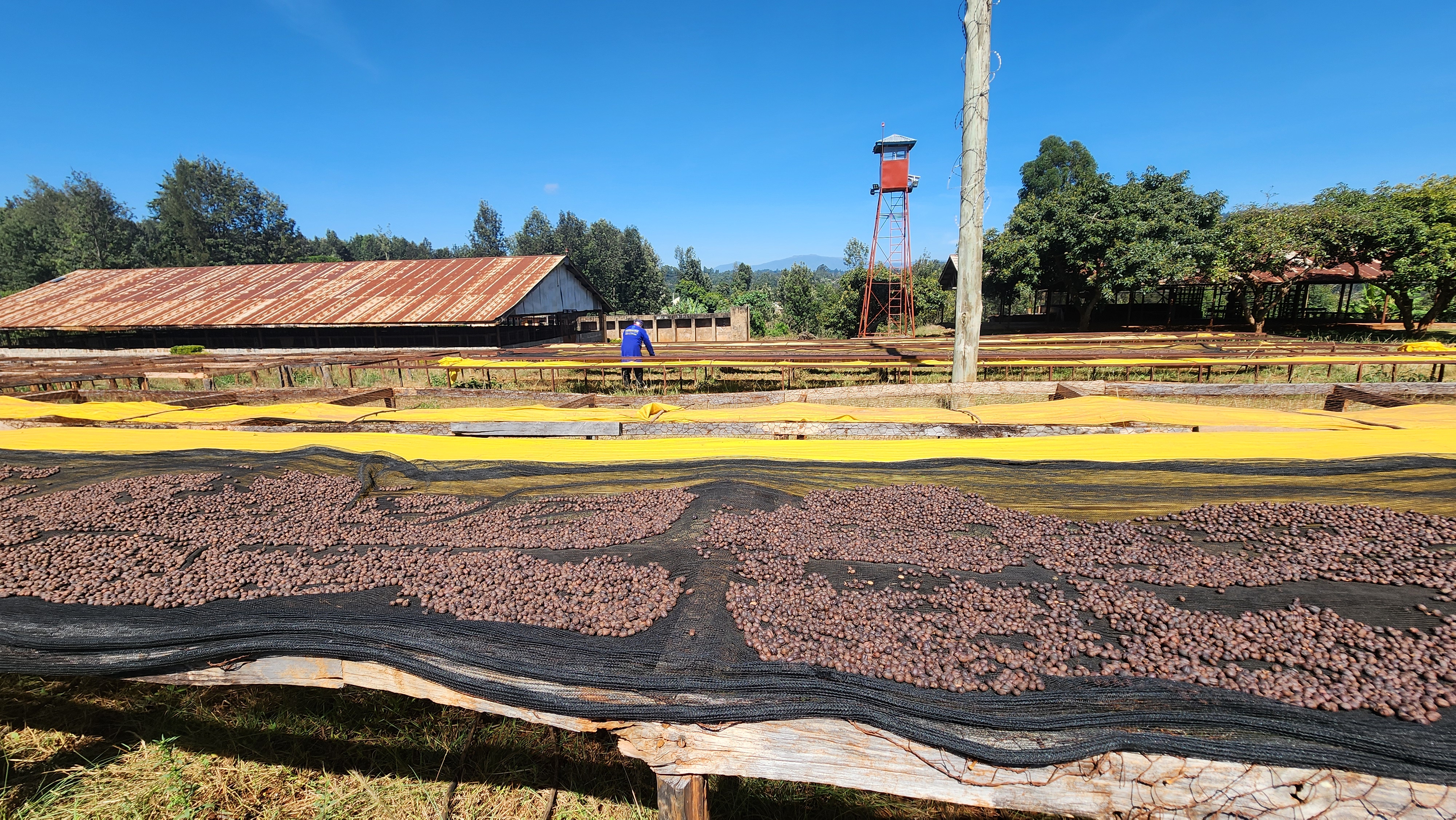 Kenyan Arabica — photo published by New Gaikundo Coffee Factory