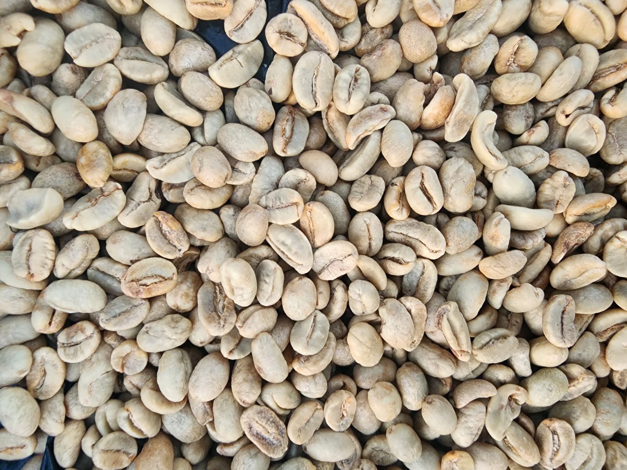Washed Robusta SCN18 — photo published by Nimmo Global Consultants