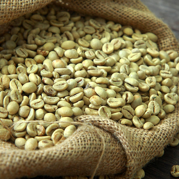 Arabica SL28 — photo published by AHCETAN COFFEE FARMS